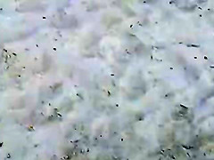 NV - Rus Public FLASH Watching GIRL 108