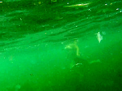 naked woman underwater 1