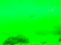 naked woman underwater 1