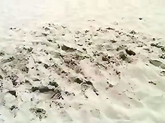 Videos Coleccion z1xen #15