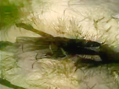 Mature beach voyeured topless (caught!)