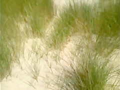 Mature beach voyeured topless (caught!)