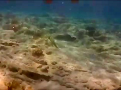 String fish
