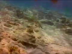 String fish