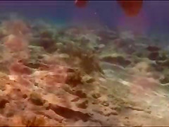 String fish