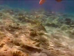 String fish