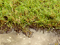 A Hole In One With Rachel Roxxx, Shane Dizzle - Brazzers