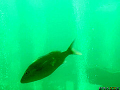 The Little Spermaid With Charles Dera, Lexi Belle - Brazzers