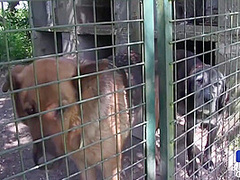 Soumise Se Fait Defoncer Le Cul 12 Min