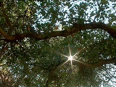 Nymph Gaia Hot Bdsm Porn Video