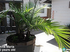 Anna Maria fucks JMac