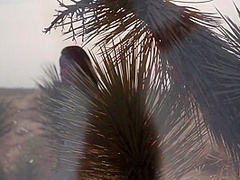 Crazy Adult Movie Bald Pussy , Take A Look With Honey Gold And Seth Gamble