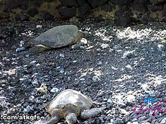 Riley Star in Virtual Vacation Movie - AtkGirlfriends