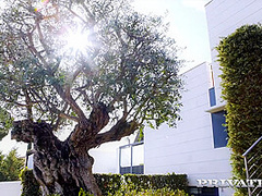 Lika Star, Sex by the Pool - Private Porn Sex Videos