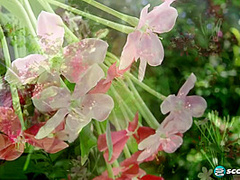 She Wore an Itsy Bitsy Polka Dot Bikini