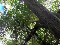 Madison Young In Blonde Climbs Up The Tree For Her Solo Masturbation Session 12 Min