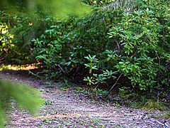 Fantasy Roleplay - Elf Girl Seduced By Horny Satyr Dreams Of The Wildwood