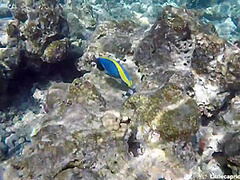 PORNLIFESTYLE Holiday Report from the Maldives - Little Caprice Dreams