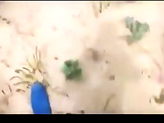 Fabulous homemade French, Bikini sex clip