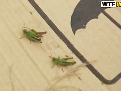 Nessa Devil goes outdoors for some cock-stroking and fuck