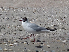 Adele Laurentia in beach video with a blonde amateur girl giving bj