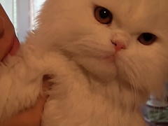 Anjelica in oral and hardcore sex between a hot amateur couple