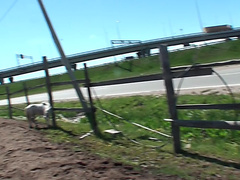 Willa in hardcore outdoor porn vid showing a blonde sucking