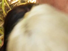 Two adorable prostitutes Alektra Blue and Julie Cash suck cock