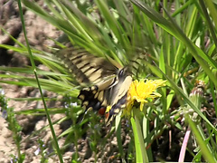 Princess Clover in hard core porn scene in a lusty amateur video