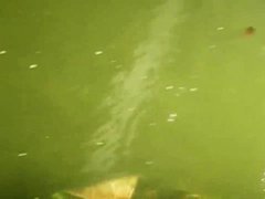 Pretty young Nesty does blowjob in public