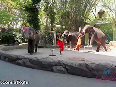 Jamie Marleigh in Jamie Gets To Meet Giraffes Face To Face To Feed Them - ATKGirlfriends