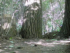 Voyeur pissing 165