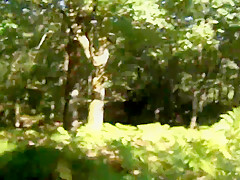 balade dans les bois