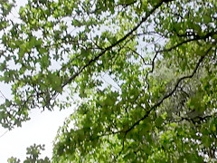 Thick German Teen Rides Her Stepdad