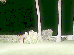 Dee Williams & Dana DeArmond & Lola & Christina Carter & Lew Rubens in Caboday Of The Dead Part 6a Fantasy. - HogTied