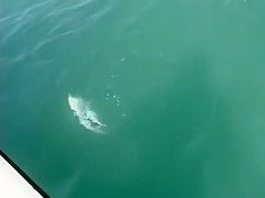 Fabulous pornstar Candi Apple in horny amateur, facial xxx clip