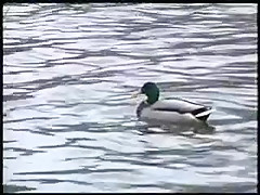 Swedish Couple Having Sex in Public by snahbrandy