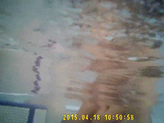 Three fillies enjoy the warm water in the sauna pool