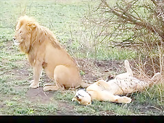 Kama sutra on the beach. Russian leo