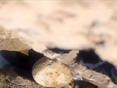Filly's pussy gets penetrated on the rocky beach