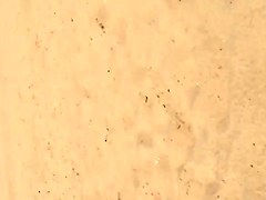 Flash Beach Passion 14-2015