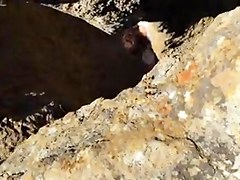Tugas apanhados nas rochas