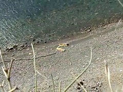 Sex on the Beach. Voyeur Video 144