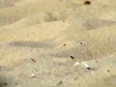 spy beach048