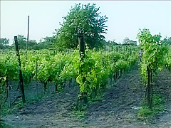 Crazy amateur Small Tits, Gangbang porn scene