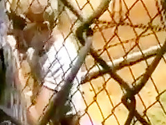 Bj through a fence