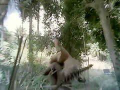 Fabulous amateur Celebrities, Compilation xxx movie