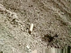 Two nudist couples having sex on the beach