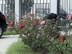 Fabulous Dildos/Toys, BBW xxx movie