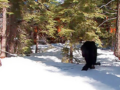 Kristine & Dia Zerva & Amber Keen & Nina in Tahoe: Exiled From Dick Mountain Pt 3 Getting Better Acquainted - HogTied